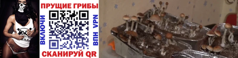Галлюциногенные грибы мухоморы  Купить  Коркино 